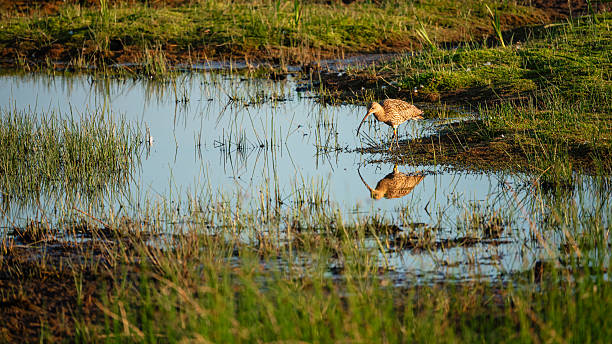 Druridge Pools Nature Reserve is close to the Northumberland coast and was a former opencast mine, now a popular reserve with wildfowl and waders in the wetland