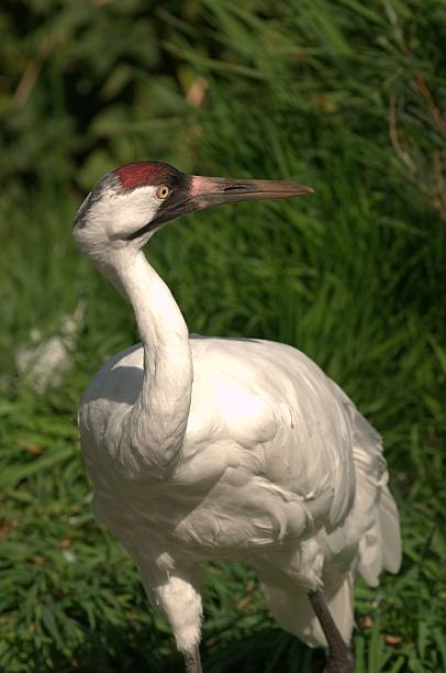 istock Majestic Whooping Crane in Lush Greenery 2221855337