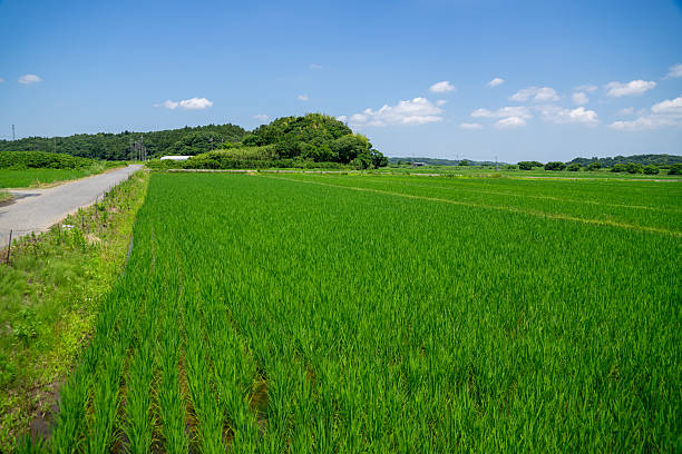 istock Lush rice field scenery in the suburbs 2221855761