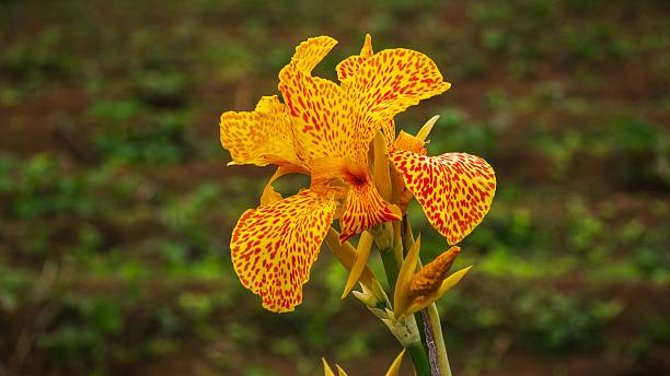 istock Vibrant yellow and orange spotted flowers 2221855824