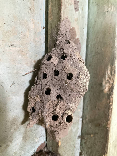 istock Mud wasp nest on weathered wood. 2221856303