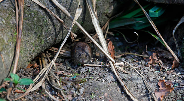 istock Bank voles below the bird feeders 2221856334
