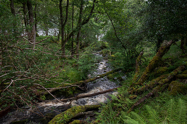 istock A small stream flows through the lush forest of Glenveagh National Park 2221857018