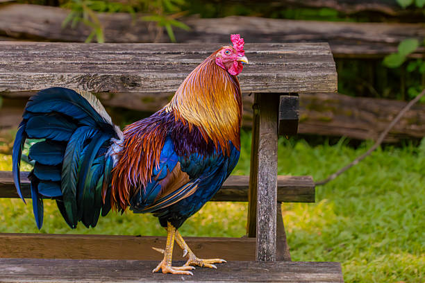 A Carolina gamecock in a farm yard