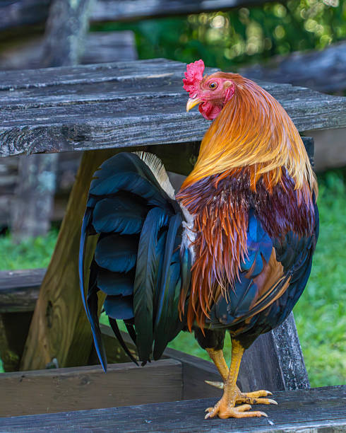 istock A Carolina gamecock in a farm yard 2221859378