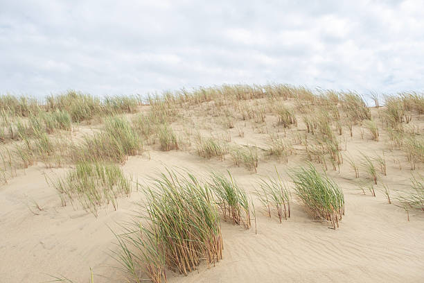 istock Sand dunes, sparse grass patches and wind. Landscape Curonian Spit Lithuania 2221859904