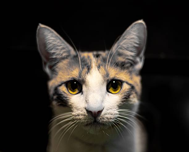 Portrait of pretty cat feline