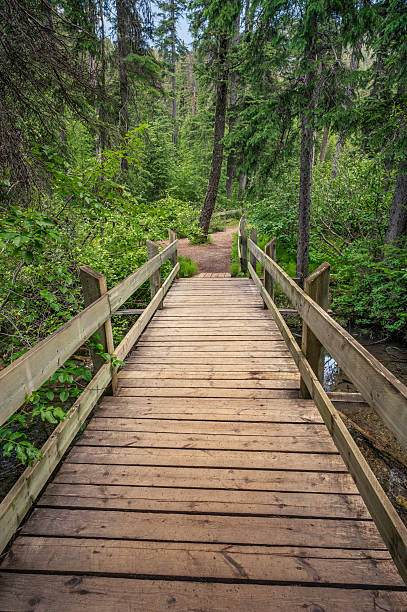 istock Hiking Trail Bridge at Olive Lake 2221861148