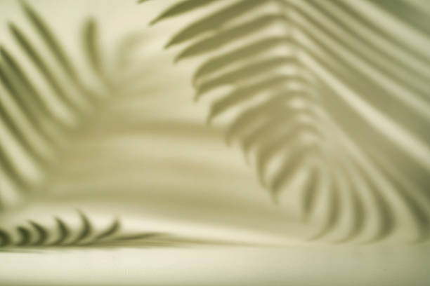 Shadow of tropical palm leaves on white wall. Minimal abstract light white background for product presentation.
