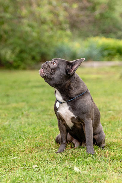 istock French Bulldog sitting on grass in park 2221861969