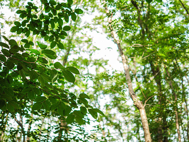 Into the forest. tree background, Nature composition Looking up view of tree trunk to green leaves of tree in forest with sun light. Fresh environment in green woods. Forest tree on sunny day. Sustainable conservation and ecology