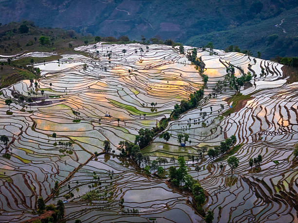 istock Samaba Yuangyang Rice Terraces in Yunnan China 2221865312