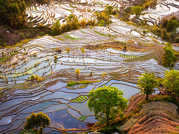 istock Samaba Yuangyang Rice Terraces in Yunnan China 2221865360
