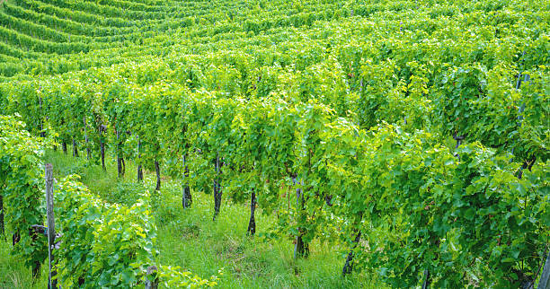 istock View of vineyard rows in early summer 2221865440