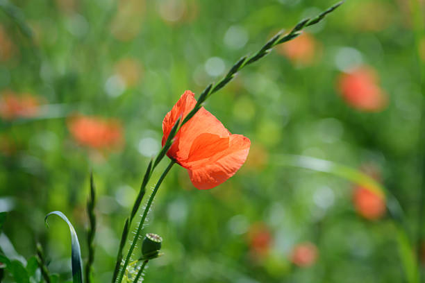 istock Red poppy flower from the side 2221865441