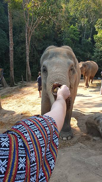 istock “Feeding an elephant at an ethical sanctuary in Thailand” 2221865836
