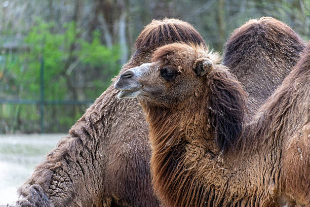 istock Bactrian camel, Camelus bactrianus in a german park 2221867071
