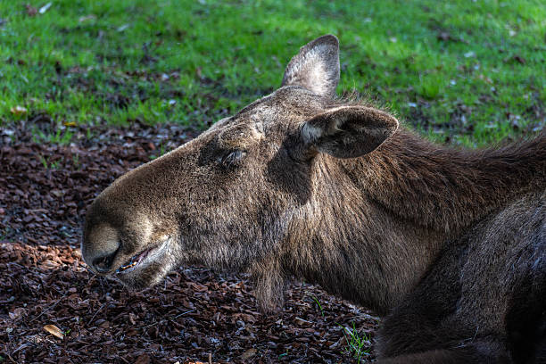 European Moose, Alces alces, also known as the elk. Wild life animal.