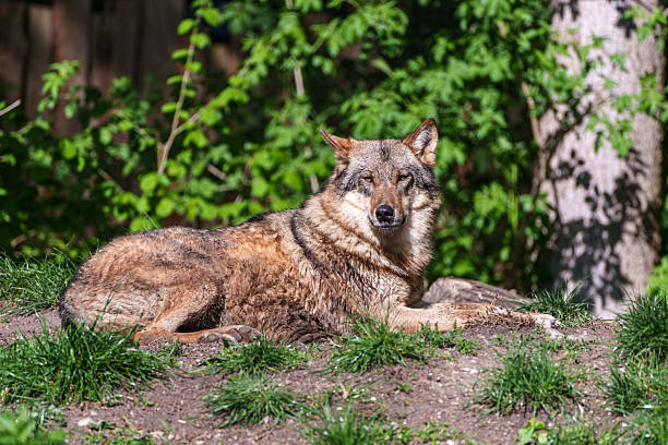 istock European Grey Wolf, Canis lupus in a german park 2221867137