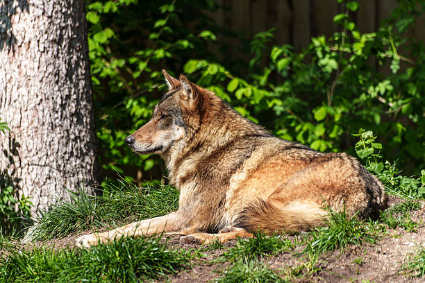 The gray wolf or grey wolf (Canis lupus) is a species of canid native to the wilderness and remote areas of North America. In winter with snow and close-up.
