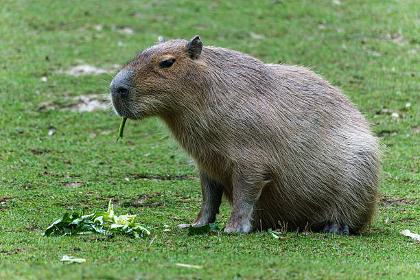 istock Capybara, Hydrochoerus hydrochaeris grazing on fresh green grass 2221867216