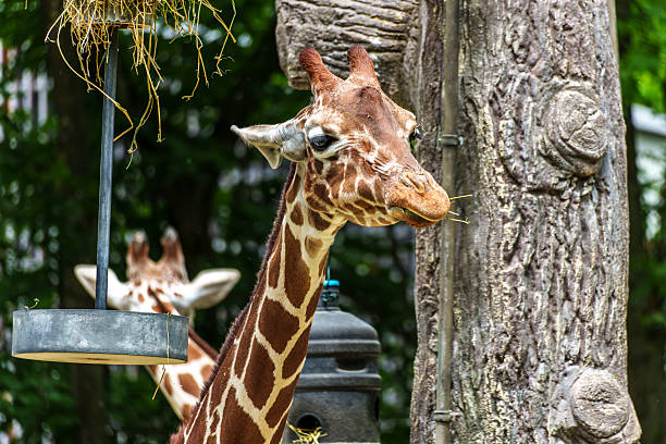 istock The giraffe, Giraffa camelopardalis is an African mammal 2221867824