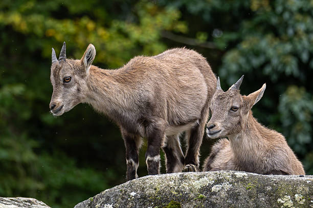 istock Young baby mountain ibex or capra ibex on a rock 2221868642
