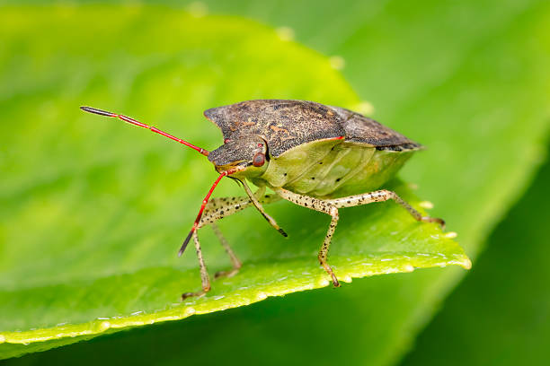 istock Front view on a Dusty Stink Bug standing at the edge of a green leaf on a summer afternoon 2221868908