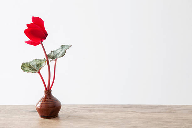 Close up of a pink cyclamen flower with copy space