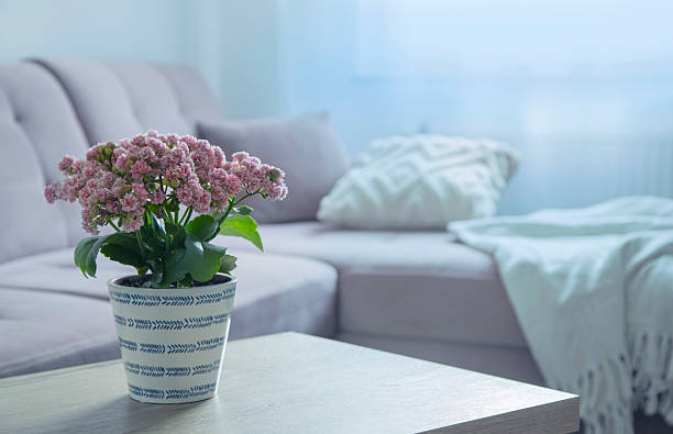 istock modern interior with houseplant in pink colors 2221872584