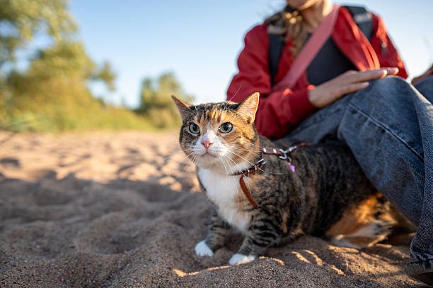 istock Interested curious cat walking on beach with loving owner exploring new place. Tabby pet traveler. 2221872759