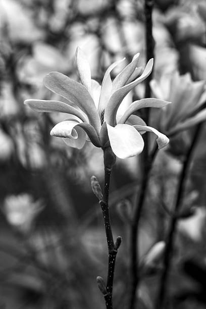 istock pink magnolia flower blooming on the tree in early spring 2221872898