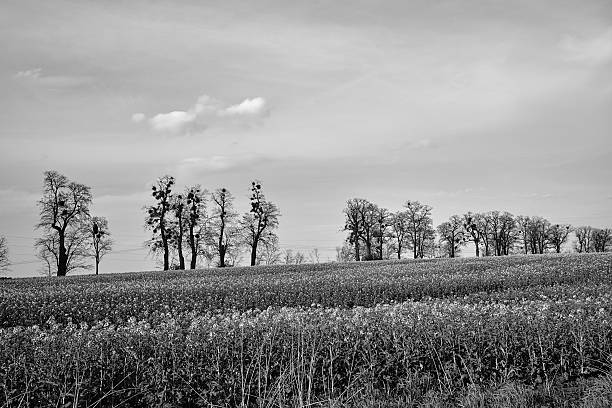 istock Blooming rapeseed and trees by the road in spring 2221872917