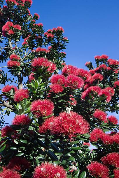 istock Blooming Pohutukawa tree in spring in New Zealand 2221873665