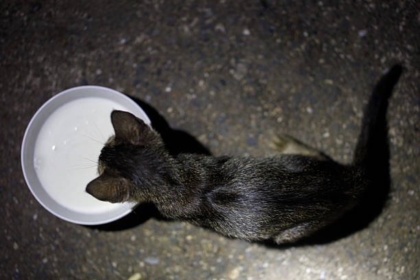 A stray kitten drinking from a bowl of milk at night. Scene of feeding and survival of abandoned animals.
