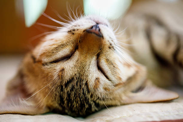 istock Adorable tabby kitten sleeping with mouth slightly open and visible tongue 2221875068