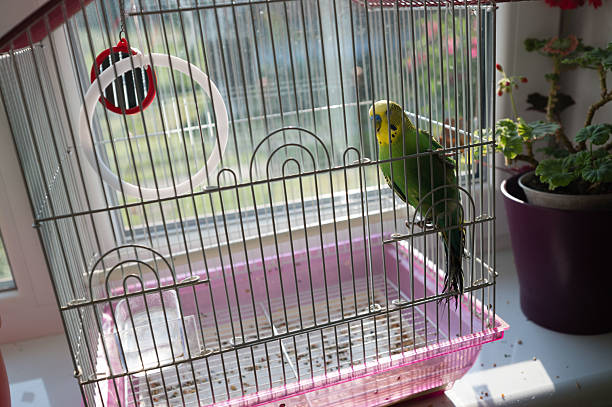 A green and yellow budgerigar sits in its pink cage, placed by a window. Sunlight streams in, illuminating the bird and its surroundings.