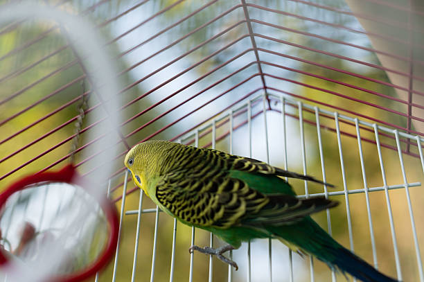 istock A vibrant green and yellow budgie perched inside its cage, enjoying the view. 2221877023