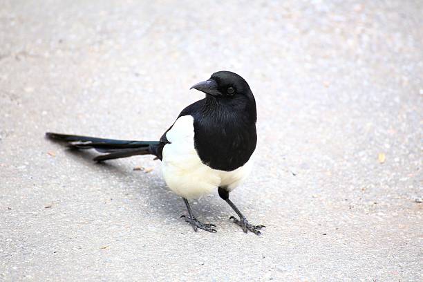Black and white magpie standing alert on urban pavement in natural daylight setting.