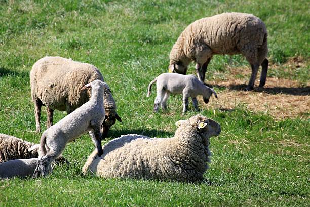 Sheep