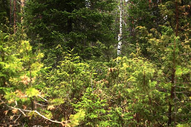 Dense forest with birch and pine trees forming a thick natural wall of vegetation.