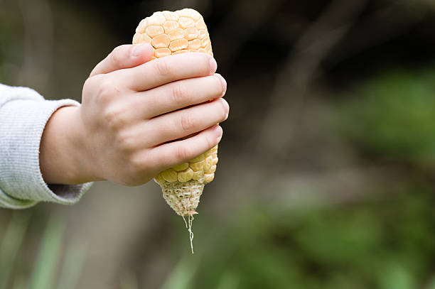 A close-up of a child's hand gripping a corn cob, kernels mostly gone, with  silky strands hanging down against a blurred green backdrop.