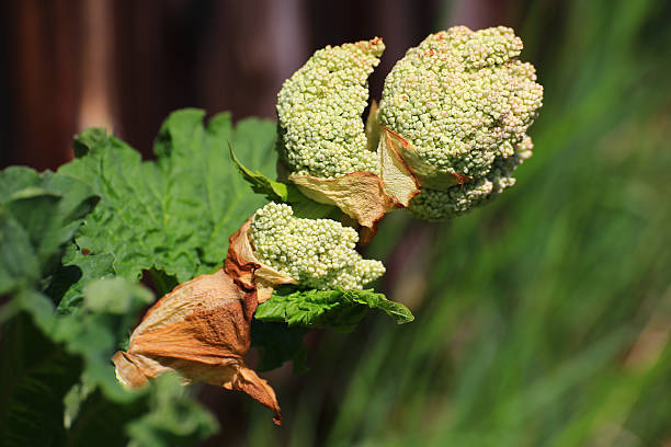 Rhubarb (Rheum rhabarbarum) inflorescence with split bloom and dried bract in a green springtime garden view.