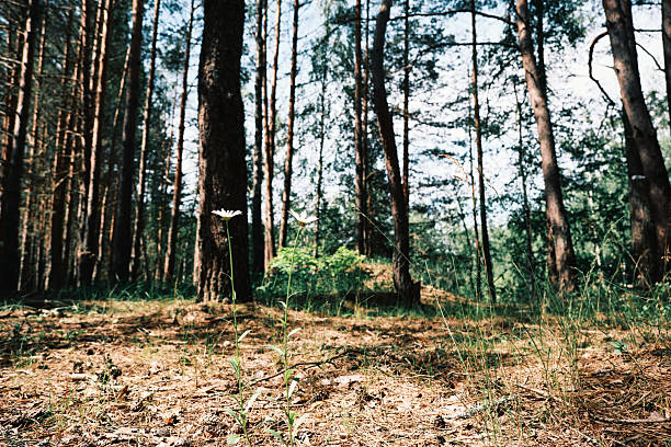Wild daisy flower in summer forest