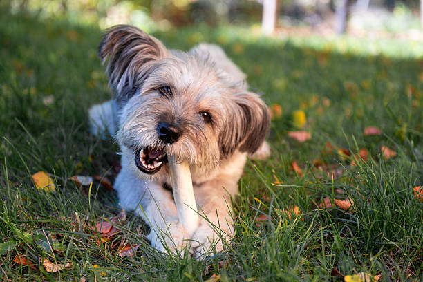 Happy dog chewing bone on autumn grass in backyard garden