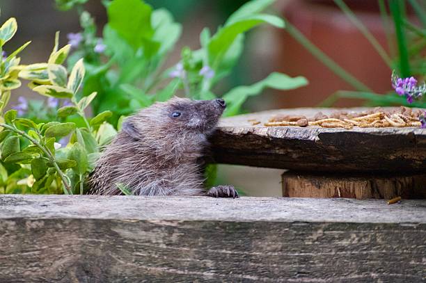 Garden hedgehog climbing up paws and snout first