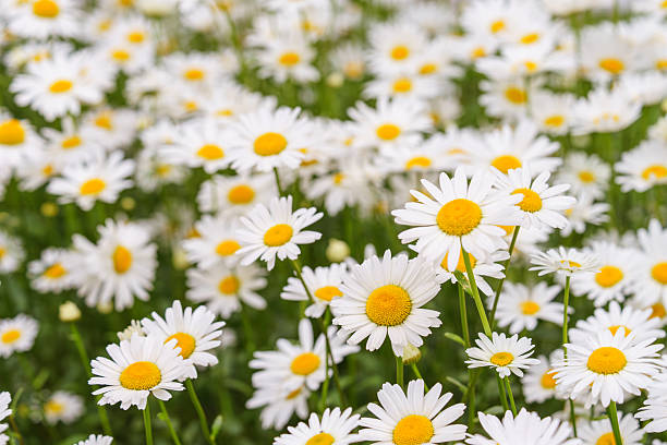 istock Blooming white daisies, chamomile in meadow with soft light and spring atmosphere. Floral background 2221880821