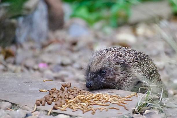 istock Garden Hedgehog eating biscuits from the ground 2221880857
