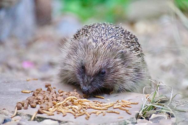 istock Garden Hedgehog eating biscuits from the ground 2221880870