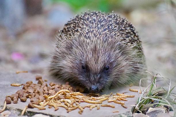 istock Garden Hedgehog eating biscuits from the ground 2221880877